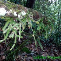 Podochilus saxatilis Lindl.